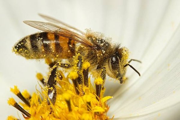 Comment attirer et protéger les abeilles et autres pollinisateurs dans votre jardin à Anglet ?