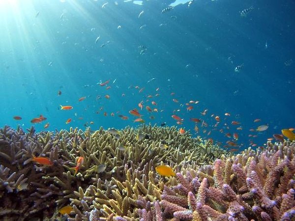 Quels sont les bénéfices de la biodiversité pour l'homme et la planète ?