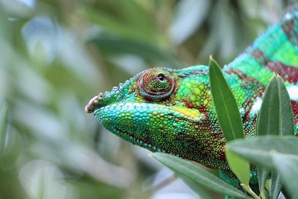 Comment financer la transition vers une économie verte ?