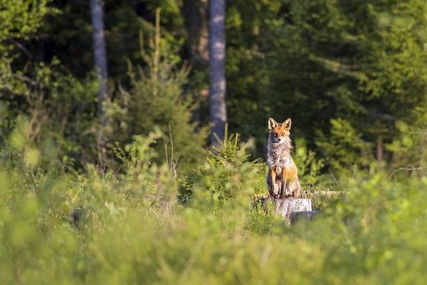 Protéger les espèces menacées dans notre région