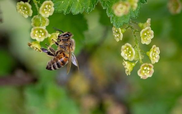 Les insectes pollinisateurs sont importants pour notre environnement