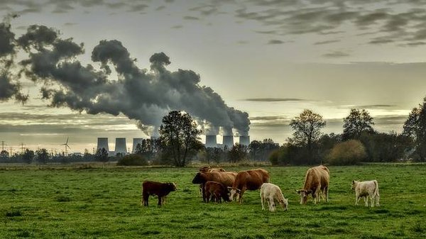 Les Effets du Changement Climatique sur la Biodiversité