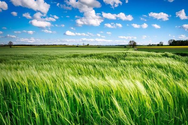 Comment les pratiques agricoles durables peuvent contribuer à protéger la biodiversité